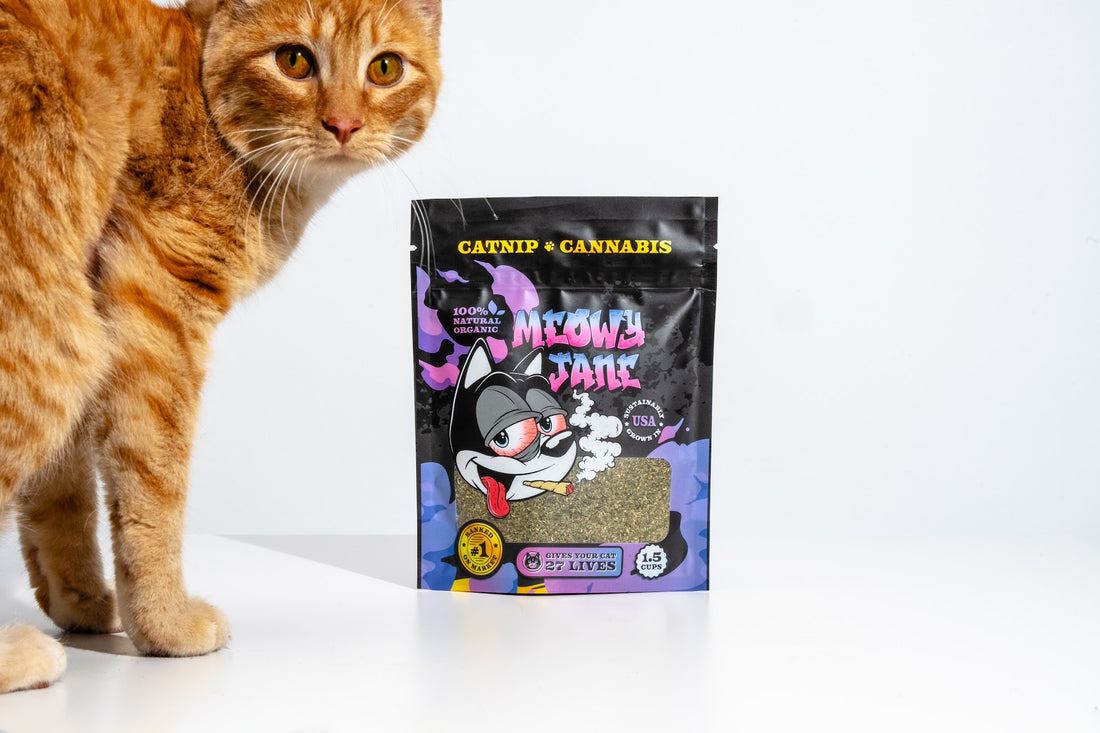 Exploring Catnip Cannabis: The Rise of Meowy Jane